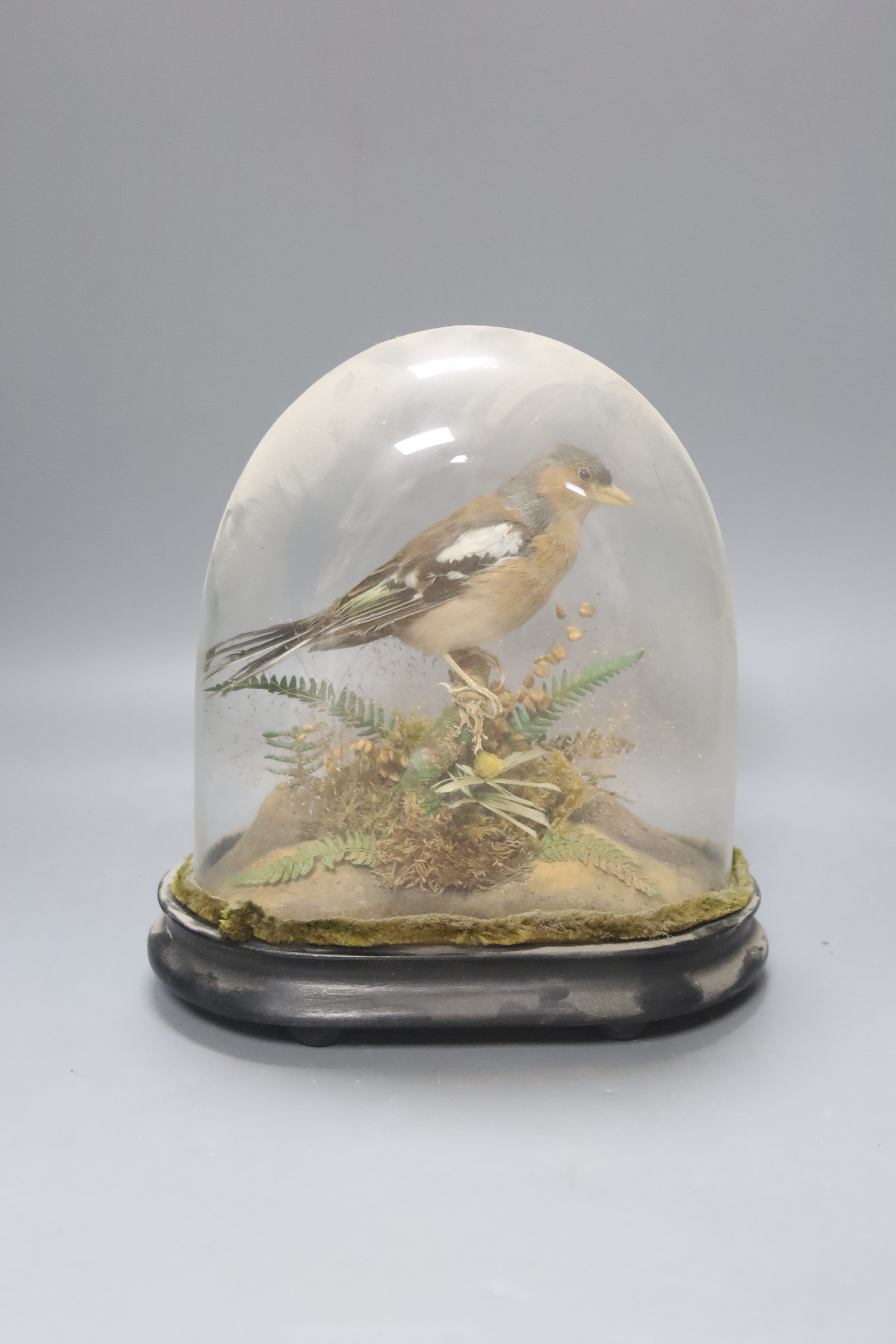 A taxidermic chaffinch, under dome, overall height 22cm